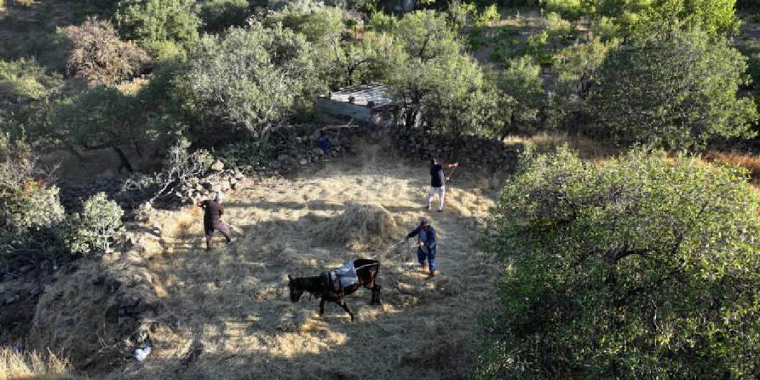 Erciyes eteklerinde yaşatılan gelenek: ‘Düven sürme’ olarak biliniyor, 3 arkadaş yapıyor! 2